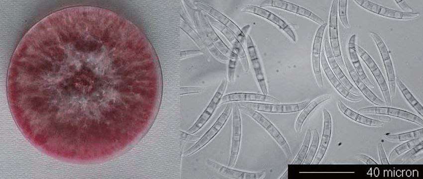 Fusarium Graminearum